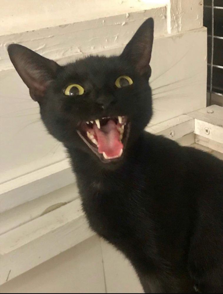 A small black cat with large fang-like teeth and pointy black ears. She is an angel.