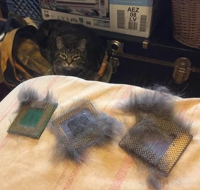 pga processors full of cat fur with a cat sitting behind them and looking at the camera