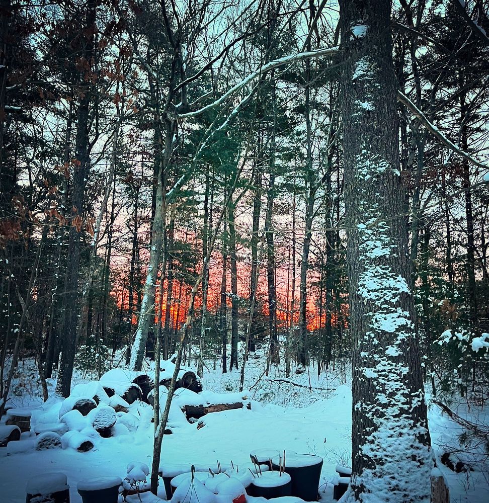 Red sunrise in the snowy woods 