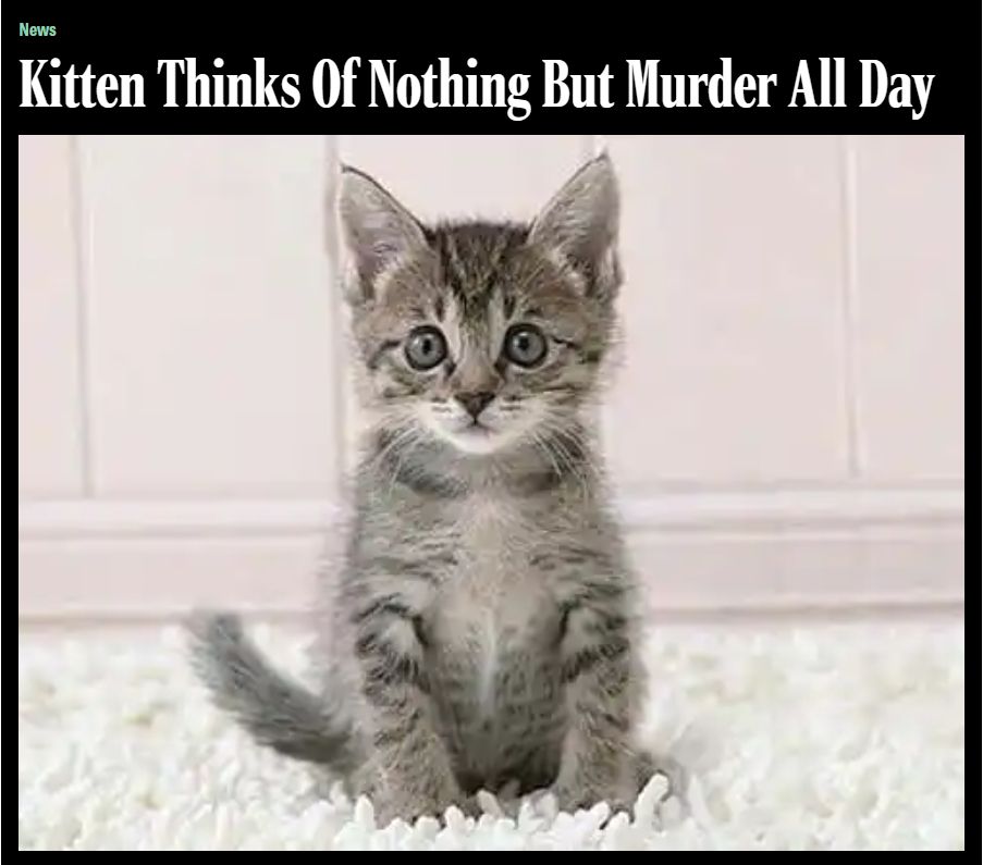 A mock news story from The Onion. The headline reads "NEWS: Kitten Thinks Of Nothing But Murder All Day." Below it is a picture of a very innocent, wide-eyed looking gray kitten sitting on a plush white rug or carpet.
