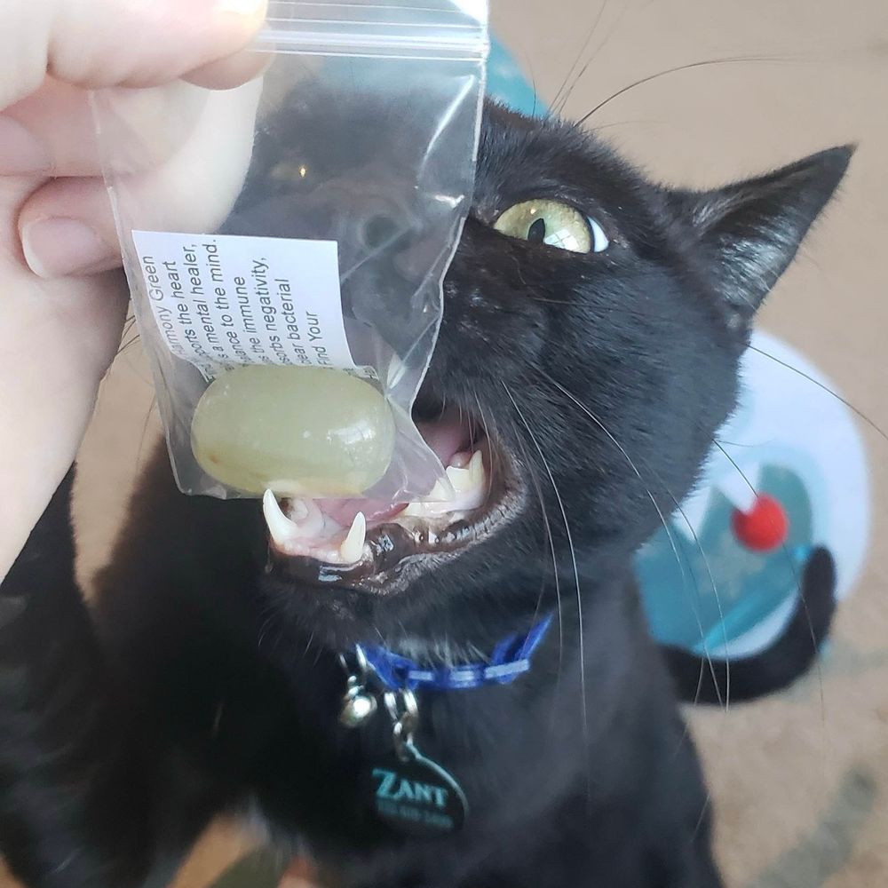 black cat biting a light green stone inside of a plastic bag with a written label.