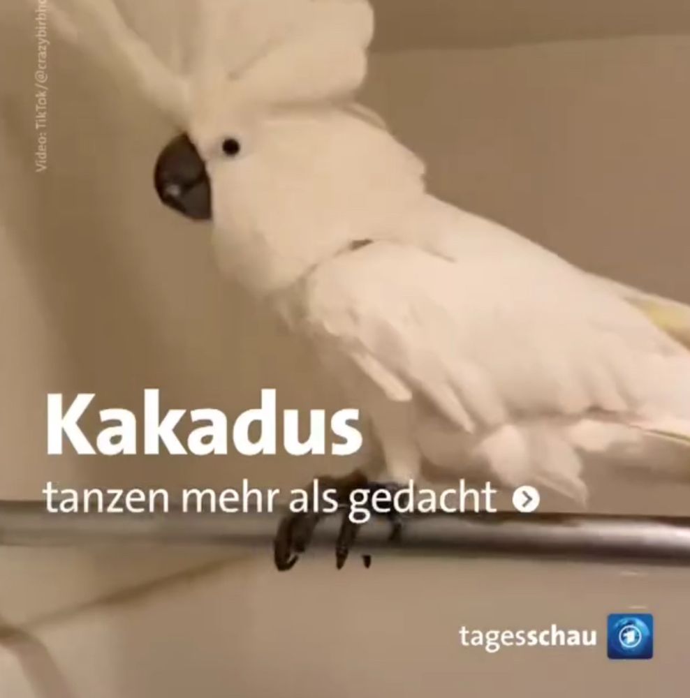 Screenshot eines Tagesschau Instagram Beitrages: Kakadus tanzen mehr als gedacht 
tagesschau