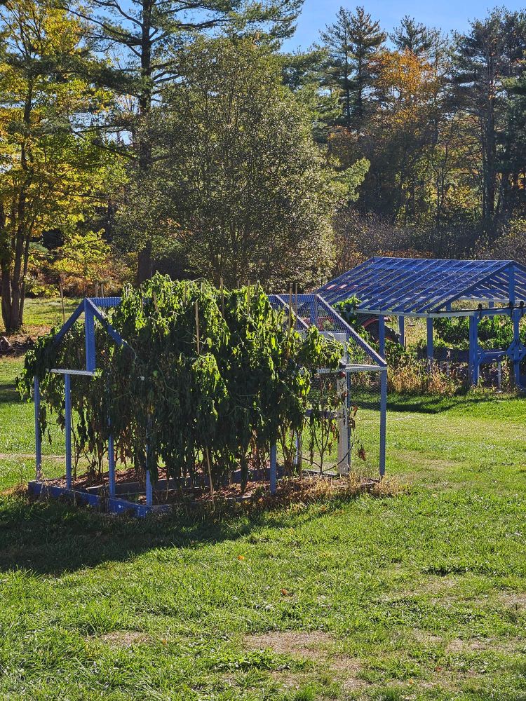 My tomato plants this morning