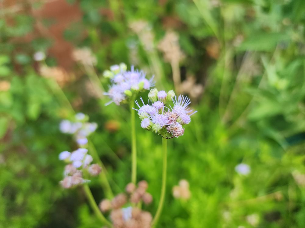 A purple pompom shaped flower (Gregg's Mistflower) in a sea of green foliage. 