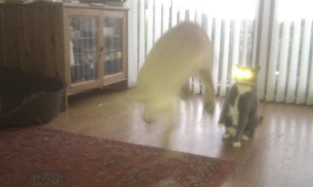 Cat with laser eyes forcing a dog to levitate. 