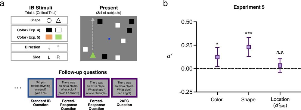 Stimuli for Exps 4-5 in which a dynamic inattentional blindness was used and critical trial depiction for Exp 5. Data from Exp 5 showing above chance sensitivity to colour and shape amongst non-noticing participants.