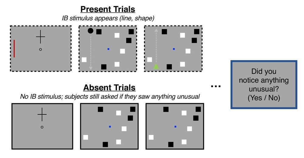Figure showing critical present trials (in which am unexpected stimulus appeared) and absent trials (in which none appeared) in static (E1-3) and dynamic (E4-5) inattentional blindness.