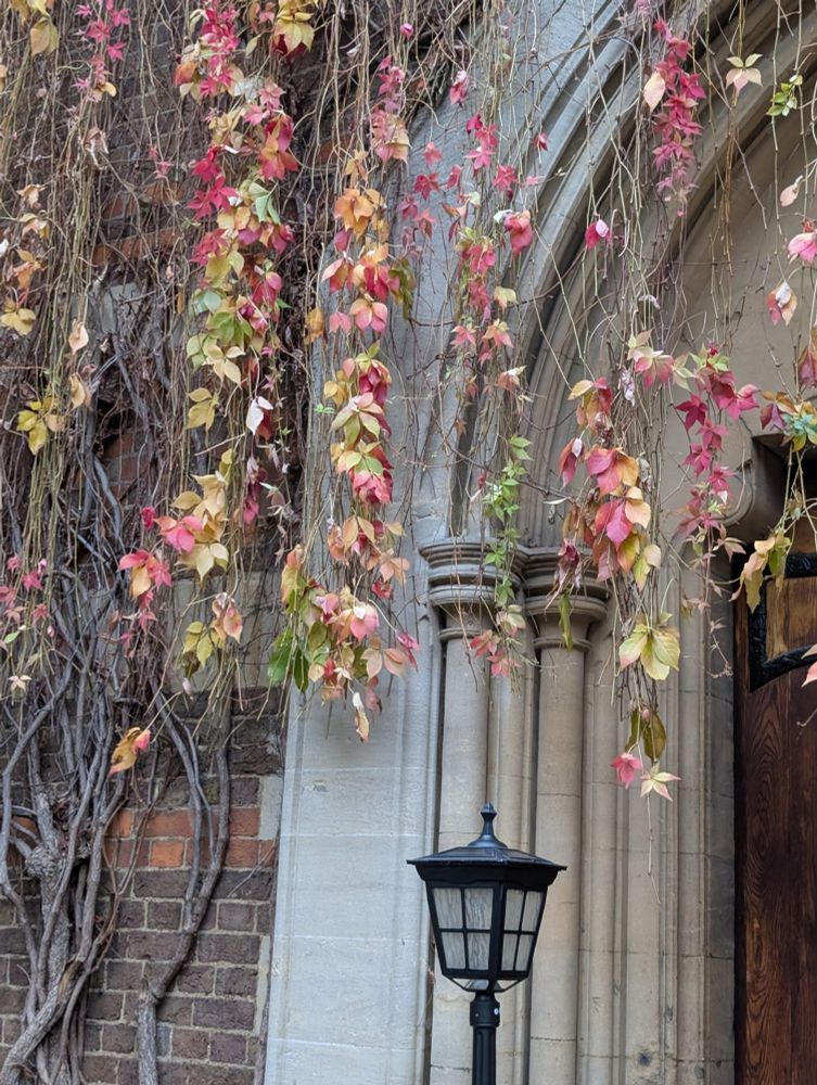 autumnal leaves hanging from vines over an arched door