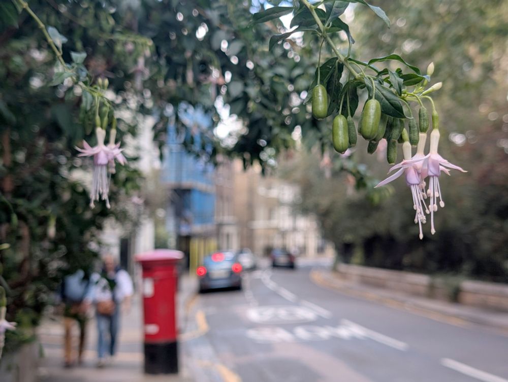 photo of a London street, with fuchsia flowers in the foreground