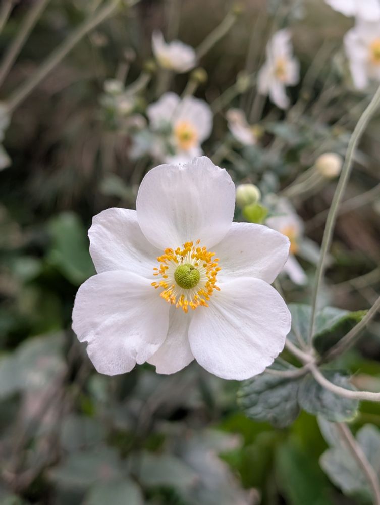Anemone flower