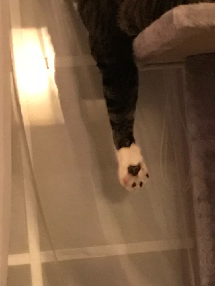 Three dark and one pink kitty toes on Francis’ front paw