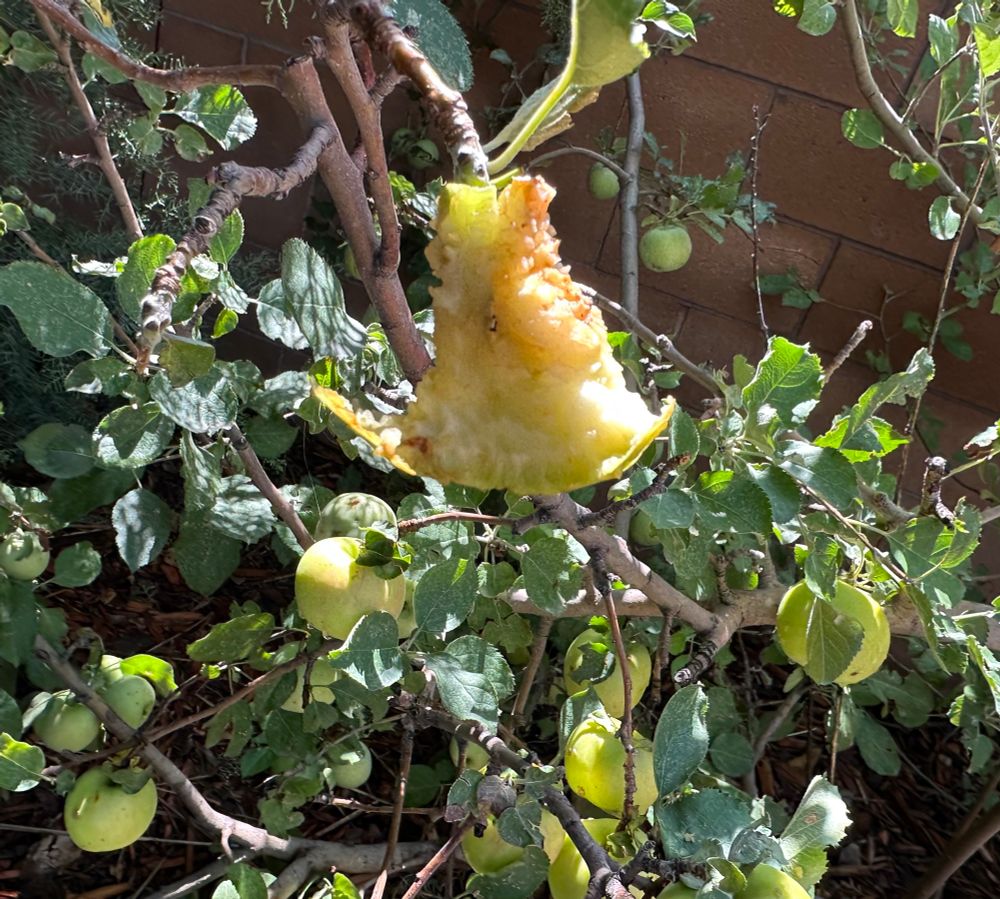 Apple that has been chiseled and gnawed by creatures 