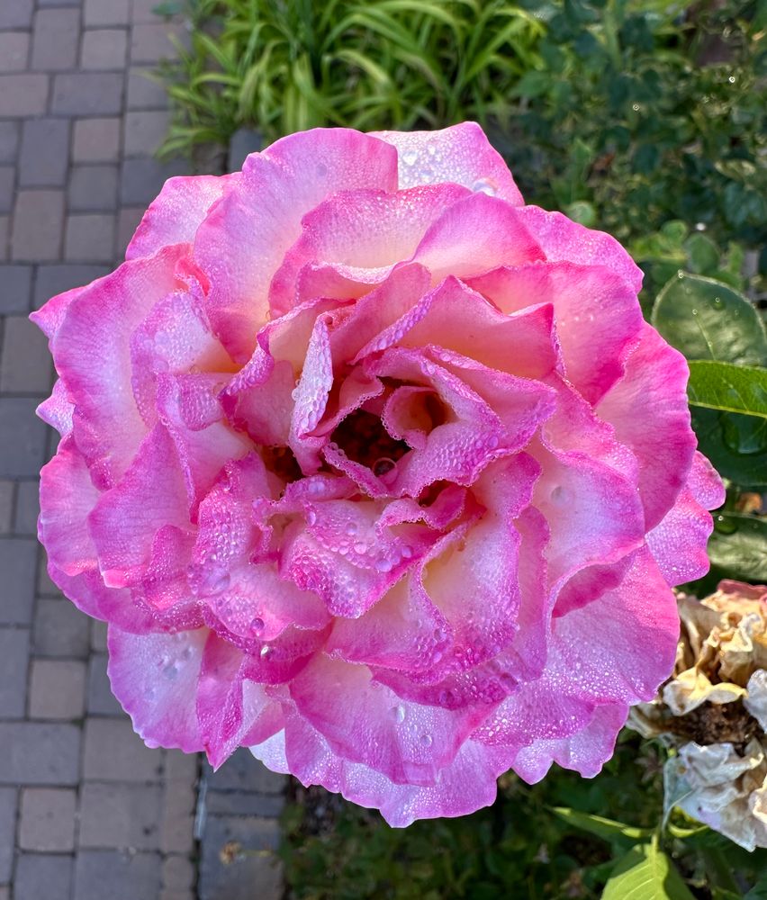 Pink rose, light pink at the base of the petals, magenta at the ends.  Covered in dew.