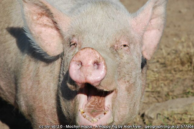 - Íomhá ó geograph.ie, Alan Fryer a ghlac an pictiúr seo. 
"Mochyn Hapus - A Happy Pig
One of the Pwllheli pigs."
https://www.geograph.ie/photo/577604