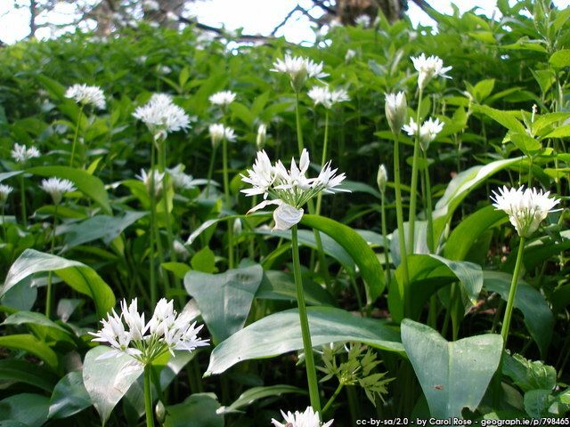 Léargas ar an bplanda 'alliam ursinum', An Creamh, Ramsons. 
- Íomhá ó geograph.ie, Carol Rose a ghlac an pictiúr.
https://www.geograph.ie/photo/798465 