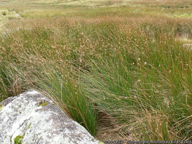 Áit eile ar fad atá anseo ach go dtugtar léargas ar an luachair ag fás go tréan ann.
- Íomhá ó geograph.ie, Eirian Evans a ghlac an pictiúr seo. 
https://www.geograph.ie/photo/573228