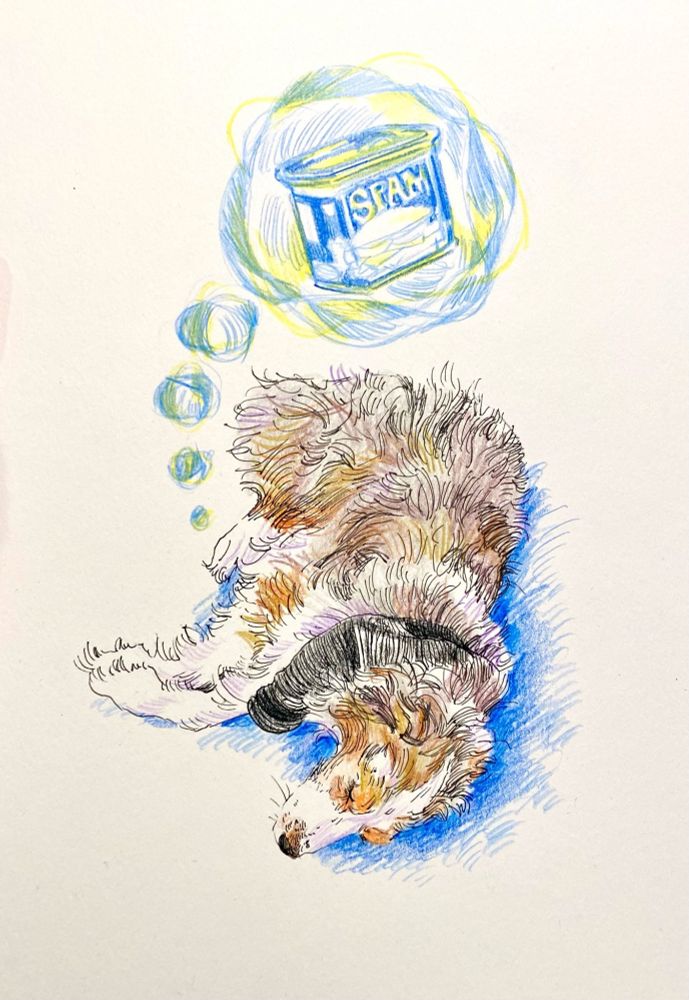 A mini aussie drawn in ink and colored pencil, sleeping with a dream bubble of spam floating above her.