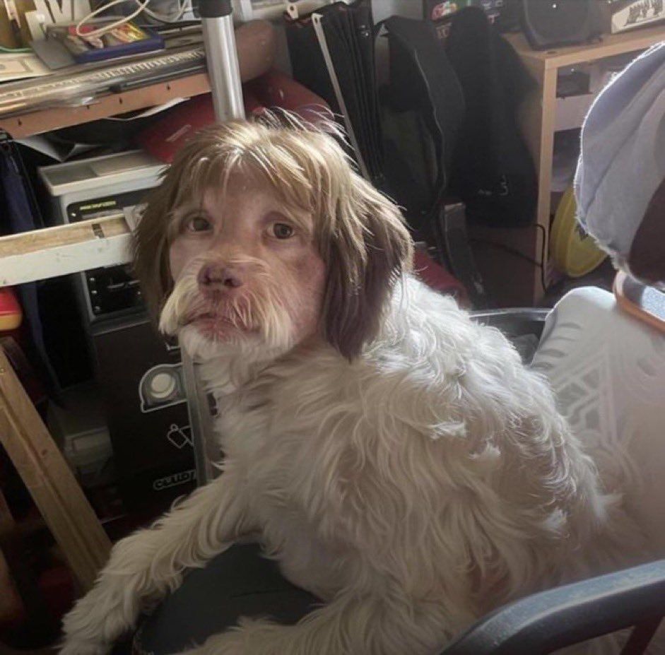 Unn chien avec un visage humain blasé 