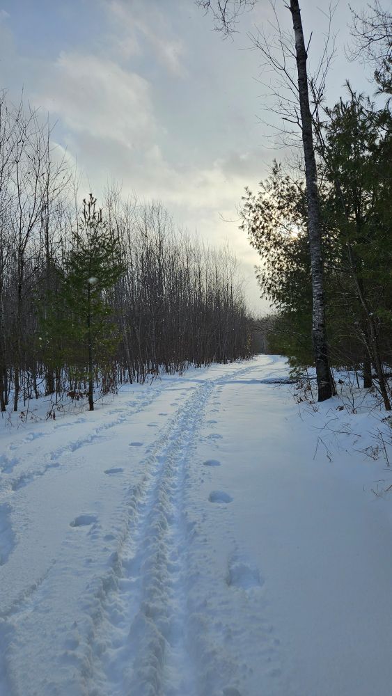 A freshly broken ski path carved in the snow wends through a new growth of popal trees. The soft winter afternoon sunlight breaks through the thinning clouds on the horizon.