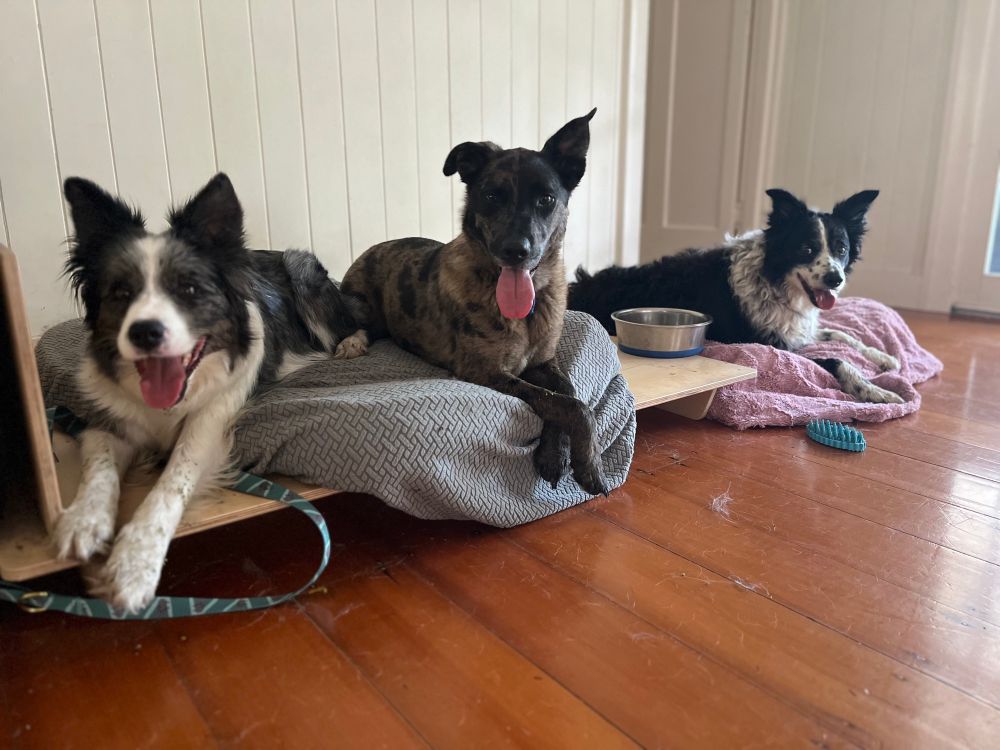 Three dogs sitting on their dog beds with their tongues hanging out