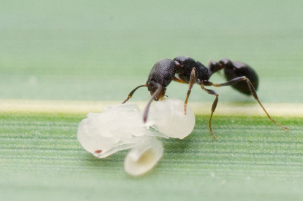 A worker ant of Cardiocondyla venustula taking care of a pupa. 