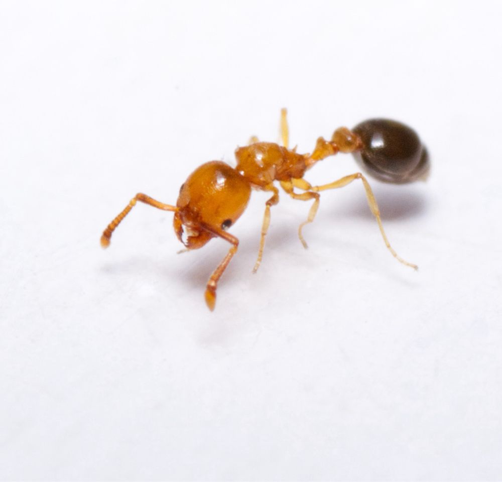 An ergatoid male of Cardiocondyla venustula. 