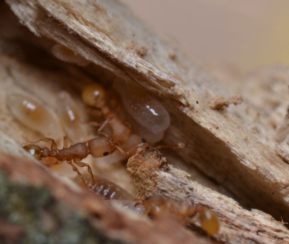 A worker of Nesomrymex wilda.