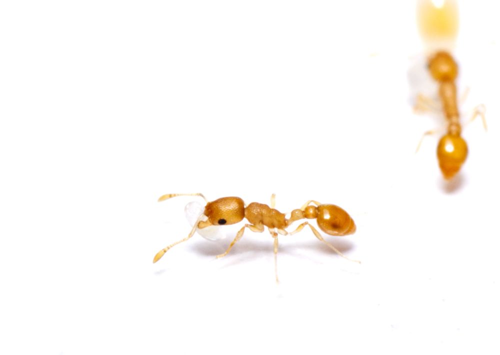 A worker of Cardiocondyla wroughtonii carrying a small larva. 