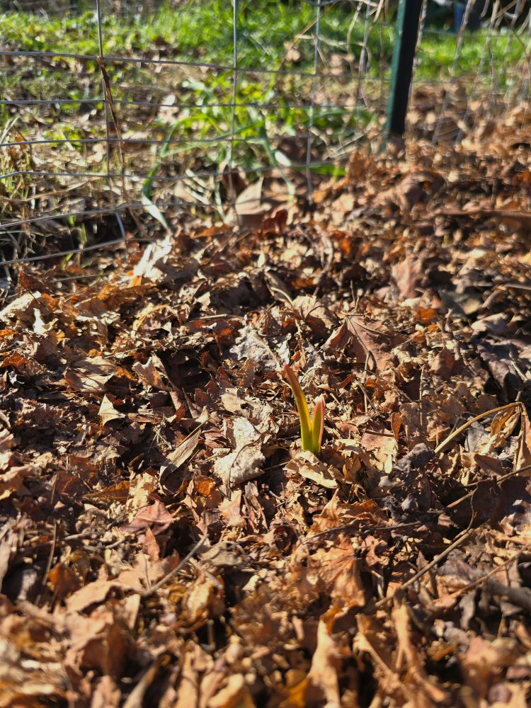 a garlic sprouting in a sea of chopped up leaves
