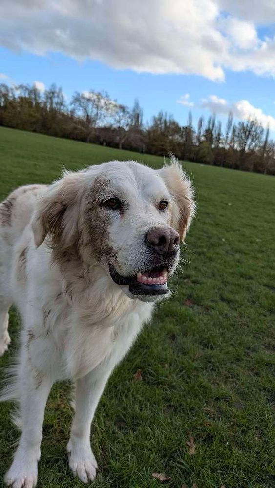 A grinning white golden retriever is streaked in war paint (mud) and contoured in God’s green earth (mud down her face, ears, back, legs and sides.)