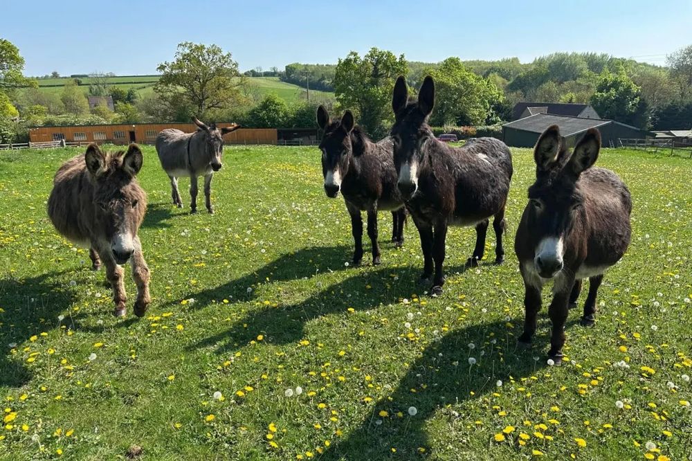 Five woolly donkeys, ears pricked, stand in a grassy meadow on a lovely sunny day.