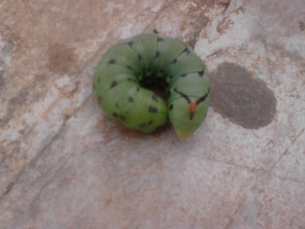 Foto de un oruga enroscada. Es verde con puntos negros y un par de rayas negras con un punto naranja en la cabeza