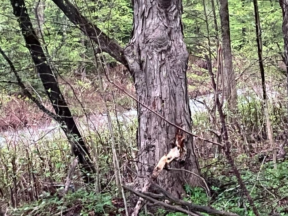 A tree and brush in the foreground and a narrow river flows behind. 