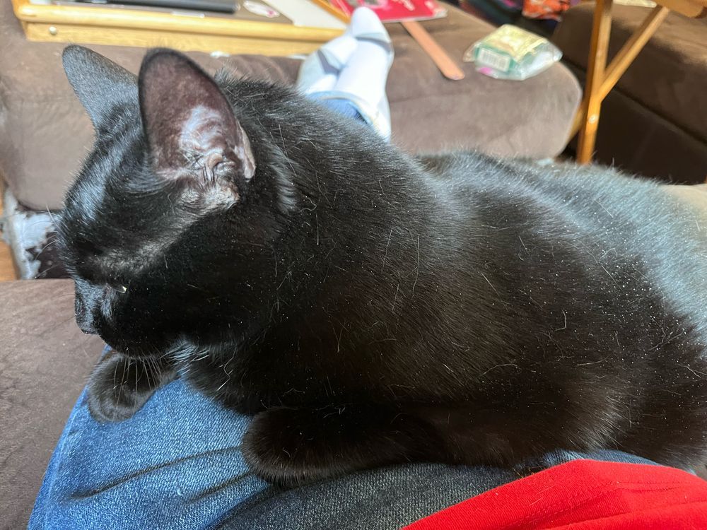 A very large black cat sits across someone’s lap. 