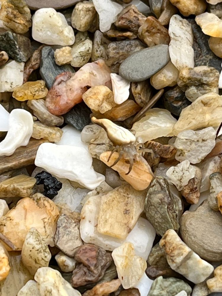A crab with a small shard of a shell attached to its back