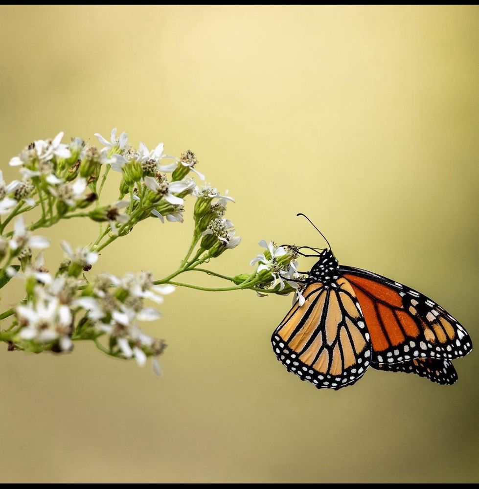 A monarch butterfly on a frostweed plant with multiple small white flowers against a warm yellow/green background