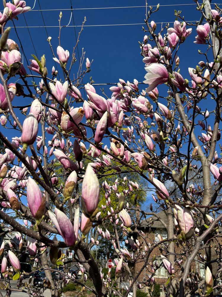 Several pale pink tea cup magnolia blooms getting ready to burst forth.
