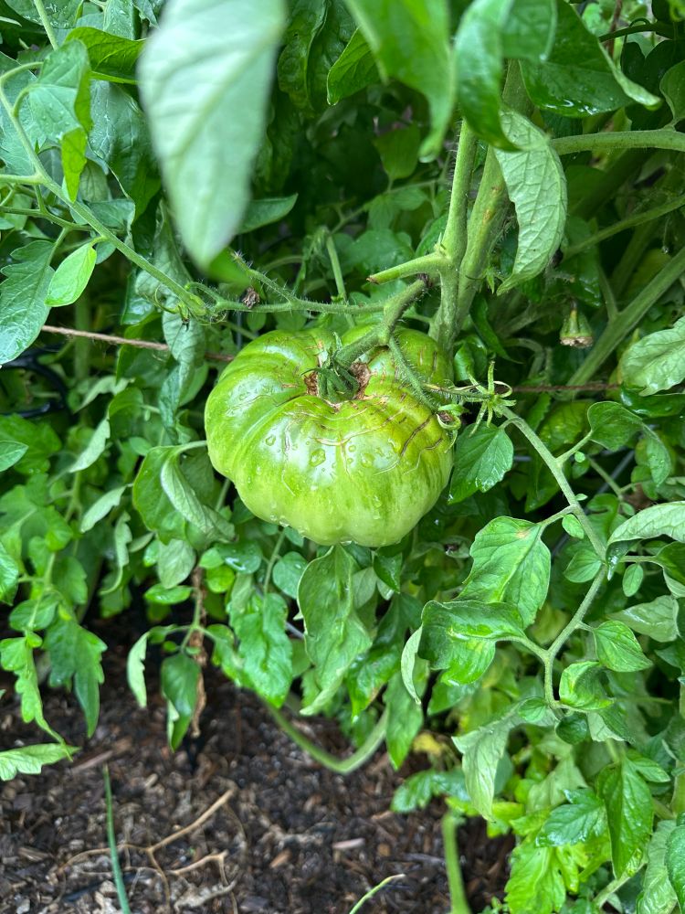 A beefsteak tomato