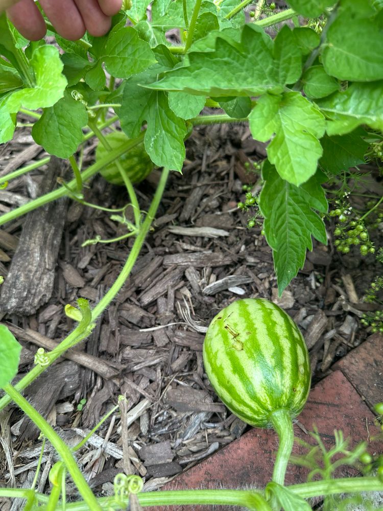 Two watermelons, no larger than an apple