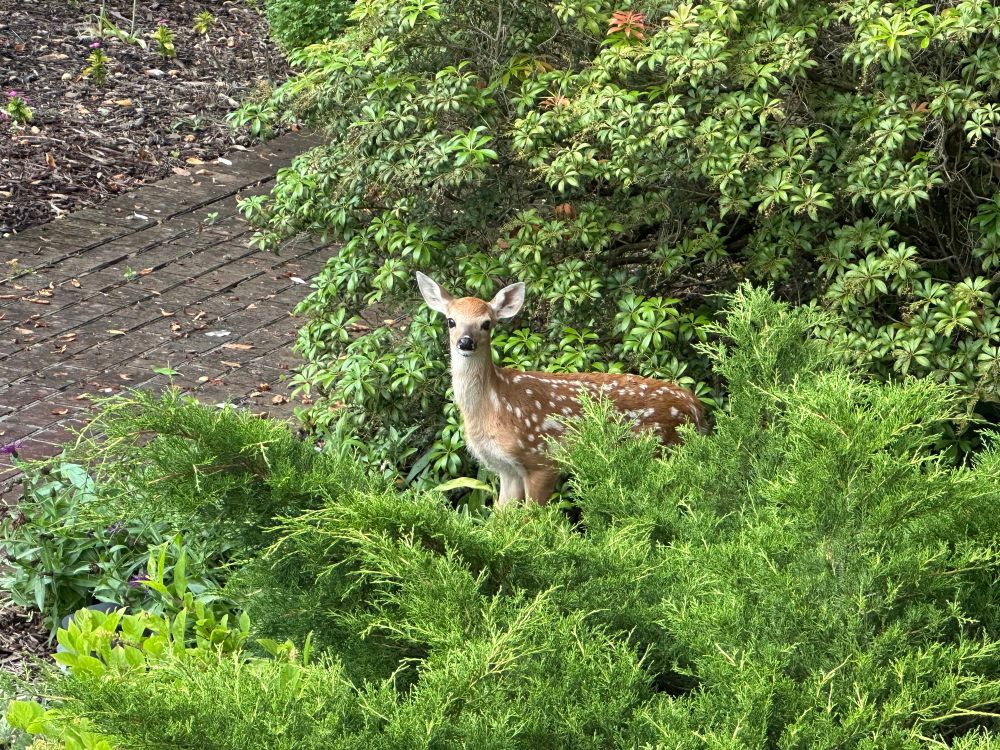 A baby deer peering out of a large leafy bush