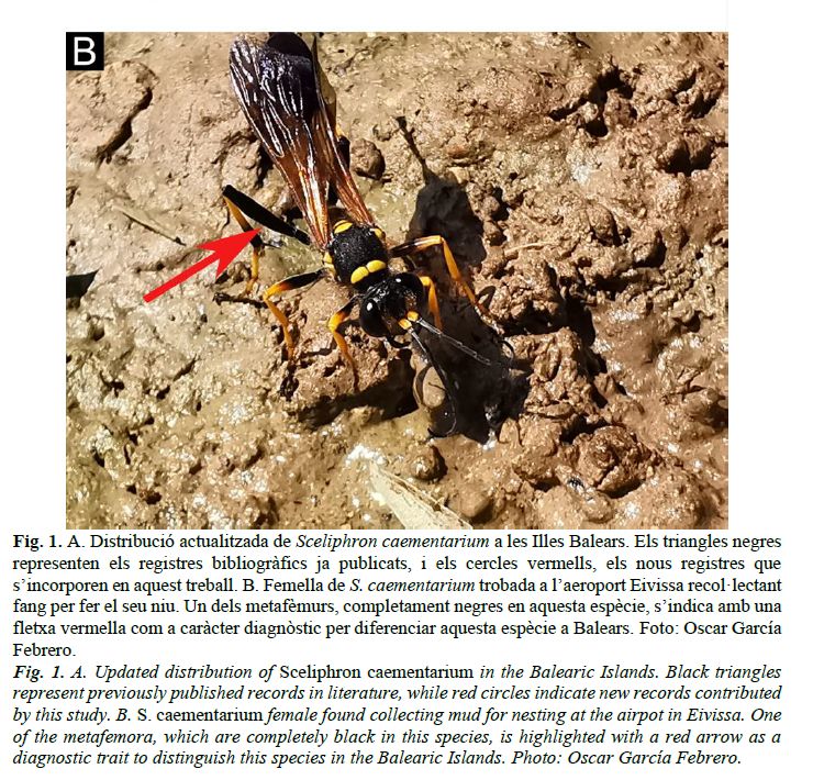  Femella de S. caementarium trobada a l’aeroport Eivissa