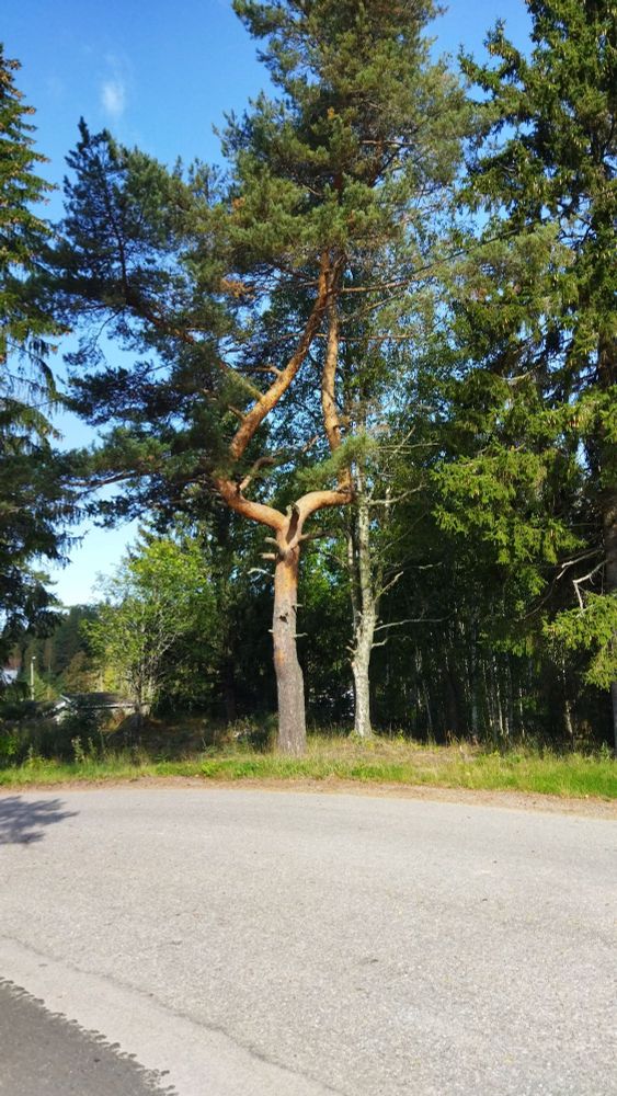 Kesäinen kuva haararunkoisesta männystä tien vieressä.