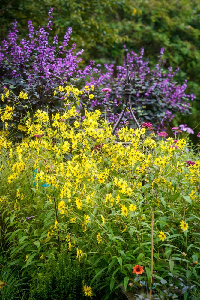 Garden photo of masses of yellow helianthus and purple hyacinth beans growing behind 