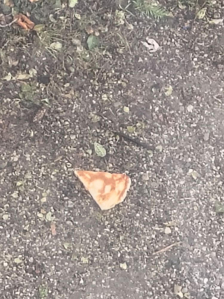 Pizza slice! Intact! Face down! Within three meters of the trash bins!

#doomed