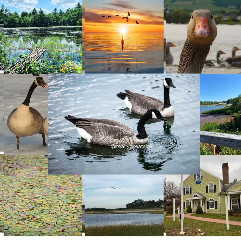 IDA, ALWAYS
Geese mate for life, so when Arnold is injured & whisked away by local wildlife center to save him, mate Amelia sets off on a journey to find him. Can she find him before she loses all hope of ever seeing him again? What happens, astounds everyone! True Cape Cod Story. #BluePit #PB 