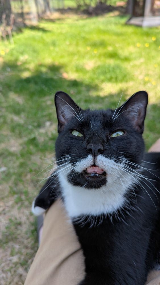 Tuxedo cat with small pupils, squinty eyes, and bottom lip hanging sitting on a lap outside
