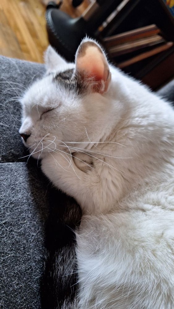 A photo of my napping cat, curled up on the couch with his paws crossed underneath his chin
