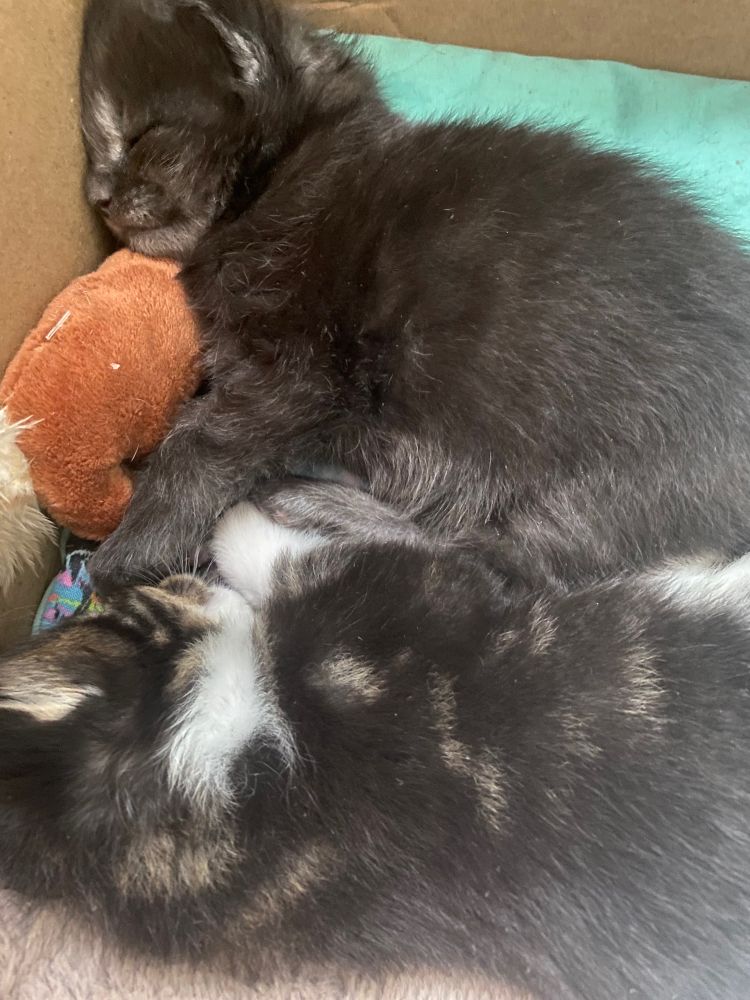 Two sleeping Maine Coon kittens with a brown toy between them.
