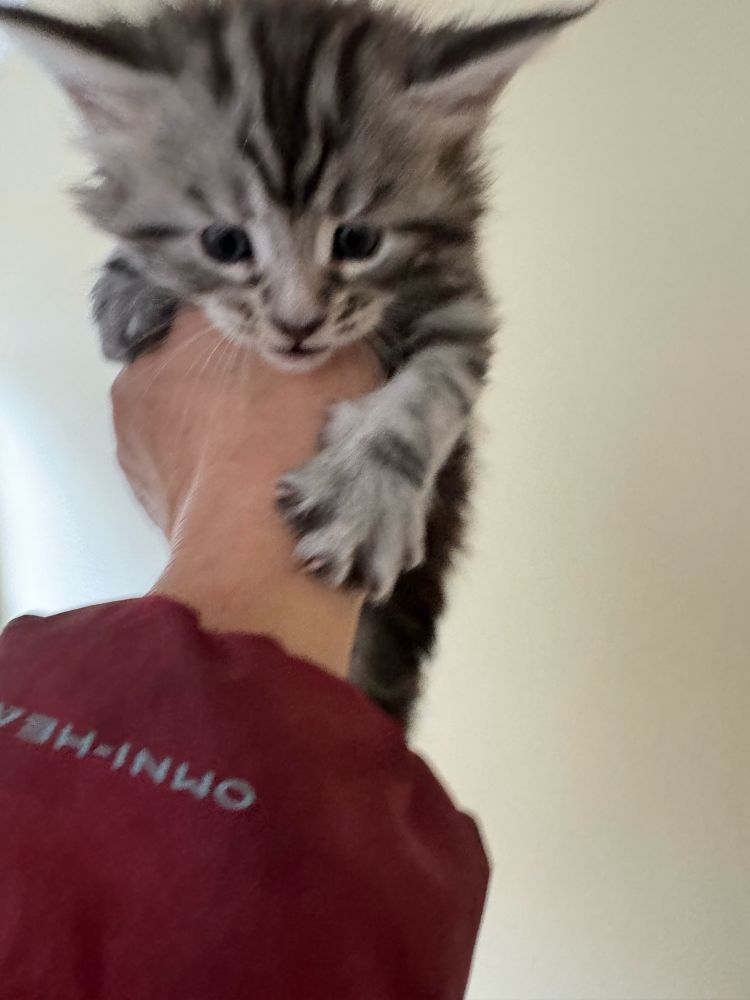 White woman wearing a red jacket holds up a black silver tabby Maine Coon kitten. 