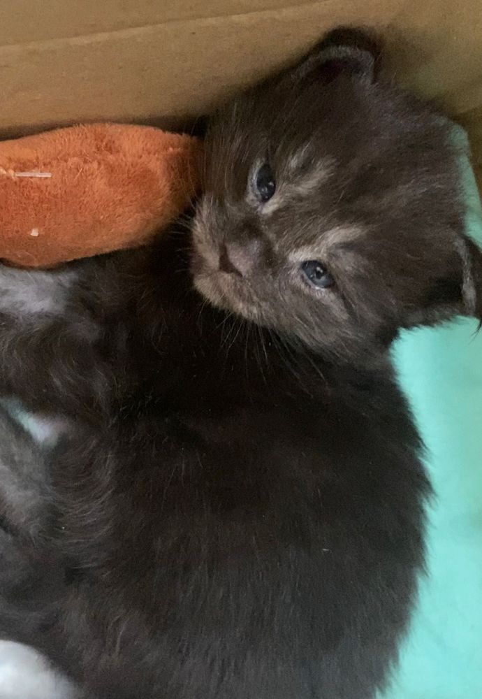 Smoke Maine Coon Kitten.